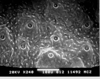 Media type: image; Herpetology R-112088